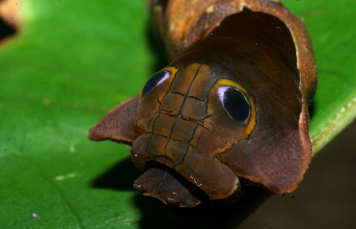 Figura 10. Cabeza <i>Oxytenis nubila</i> (Saturniidae). Sector San Pitilla, Sendero Naciente, (elevación 700 metros). Colectada 18 mayo 2008. ( 08-SRNP-31210-DHJ438921.jpg).
