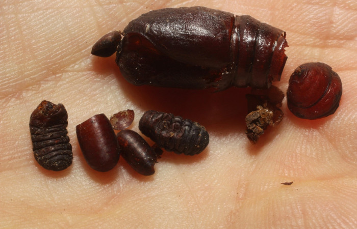 Figura 12. Párasitos de la familia tachinidae, Houghia Wood03bDHJ07 en larva <i>Oxytenis nubila</i> (Saturniidae), (Tachinidae). Sector Rincon Rain Forest, Palomo, (elevación 96 metros). Colectada 21 octubre 2011. (11-SRNP-67766-DHJ804066.JPG).