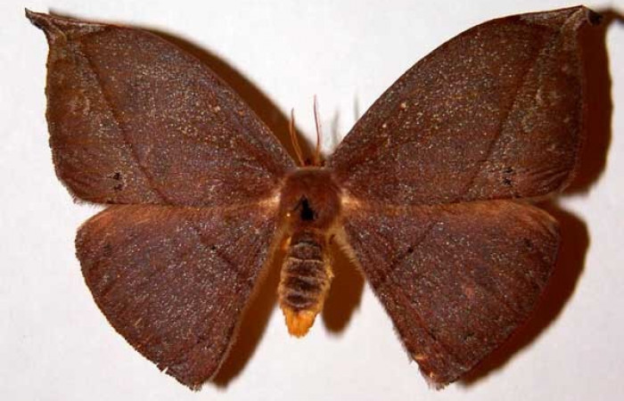 Figura 13. Adulto de <i>Oxytenis nubila</i> (Saturniidae), hembra, posición dorsal. (01-SRNP-22744-DHJ33902).