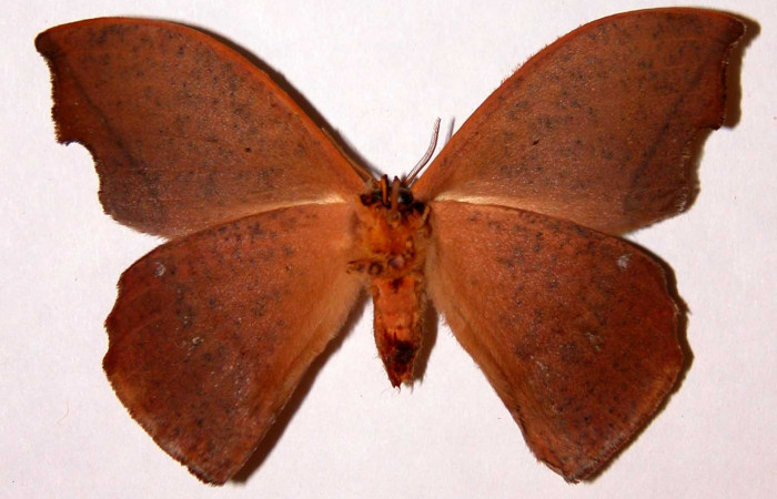 Figura 14. Adulto de <i>Oxytenis nubila</i> (Saturniidae), hembra, posición ventral. (01-SRNP-22160-DHJ33905).