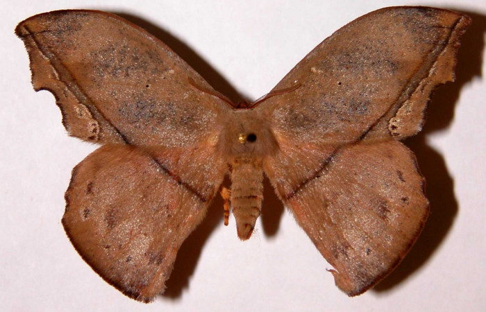 Figura 15. Adulto de <i>Oxytenis nubila</i> (Saturniidae), macho, posición dorsal. (01-SRNP-3575-DHJ33912).