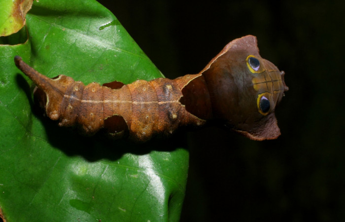 Figura 16. Dorsal entero <i>Oxytenis nubila</i> (Saturniidae). Sector Pitilla, Sendero Naciente, (elevación 700 metros). Colectada 18 mayo 2008. (08-SRNP-31210-DHJ438952.JPG).
