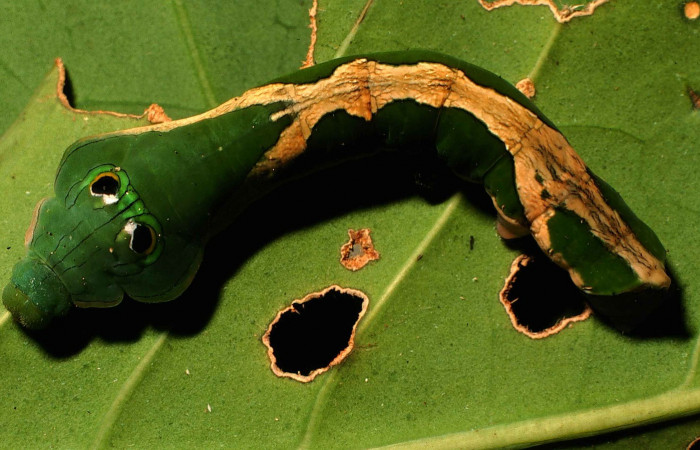 Figura 17. Dorsal entero <i>Oxytenis modoccidentalis</i> (Saturniidae). Sector El Hacha, Laguna Agua Buena, (elevación 220 metros). Colectada 21 octubre 1999.(99-SRNP-11854-DHJ51647.jpg).
