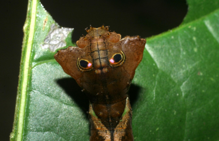 Figura 3. Dorsal Cabeza <i>Oxytenis nubila</i> (Saturniidae). Sector San Cristóbal, Tajo Angeles, (elevación 540 metros). Colectada 27 octubre 2008. ( 08-SRNP-6010-DHJ444985.jpg).