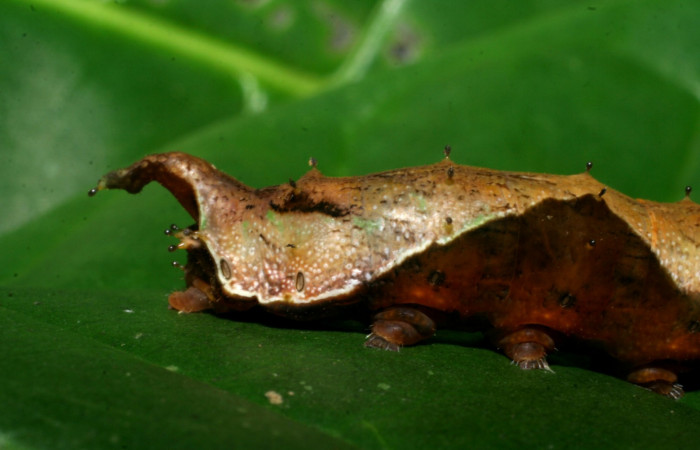 Figura 5. Lateral posterior <i>Oxytenis nubila</i> (Saturniidae). Sector San Cristóbal, Tajo Angeles, (elevación 540 metros). Colectada 27 octubre 2008. ( 08-SRNP-6010-DHJ445001.jpg).