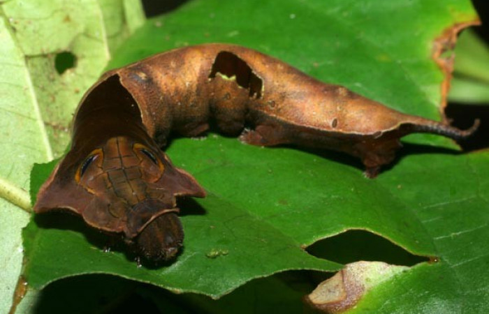 Figura 8. Dorsal tórax <i>Oxytenis nubila</i> (Saturniidae). Sector San Pitilla, Sendero Naciente, (elevación 700 metros). Colectada 18 mayo 2008.( 08-SRNP-31210-DHJ438918.jpg).
