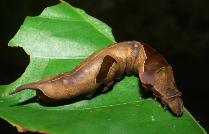 Figura 9. Lateral entero <i>Oxytenis nubila</i> (Saturniidae). Sector San Pitilla, Sendero Naciente, (elevación 700 metros). Colectada 18 mayo 2008. ( 08-SRNP-31210-DHJ438920.jpg).
