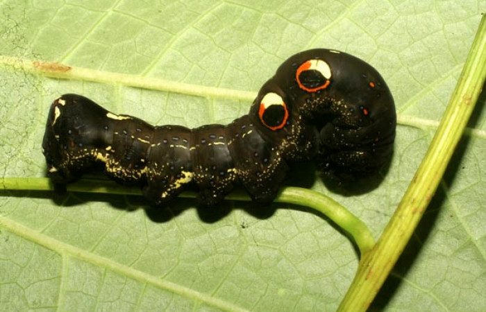 Figura 3. Larva de <i>Eudocima apta</i> (Erebidae) Posición dorsal. Último estadio. Voucher: 10-SRNP-65061-DHJ479119.jpg.