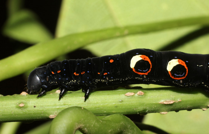 Figura 5. Larva de <i>Eudocima apta</i> (Erebidae).Posición dorsal. Último estadio.Voucher: 17-SRNP-905-DHJ704404.jpg.