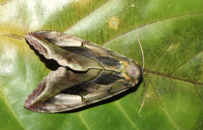 Figura 9. Adulto de <i>Eudocima apta</i> (Erebidae). Voucher: 17-SRNP-905-DHJ704482.jpg.