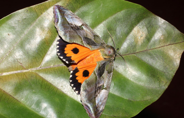 Figura 10. Adulto de <i>Eudocima apta</i> (Erebidae). Voucher:17-SRNP-905-DHJ704485.jpg.