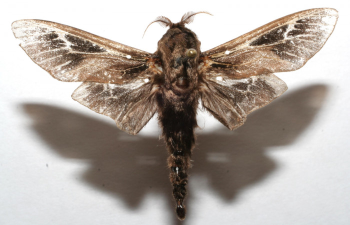 Figura 13. Adulto (macho), <i>Oiketicus kirbyi</i> (Psychidae). (07-SRNP-112678-DHJ622642).