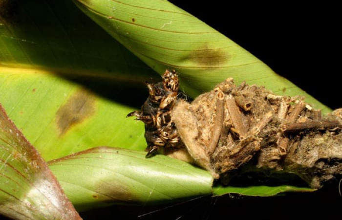 Figura 2. Detalle lateral de cabeza, <i>Oiketicus kirbyi</i> (Psychidae). (07-SRNP-41429-DHJ422384).