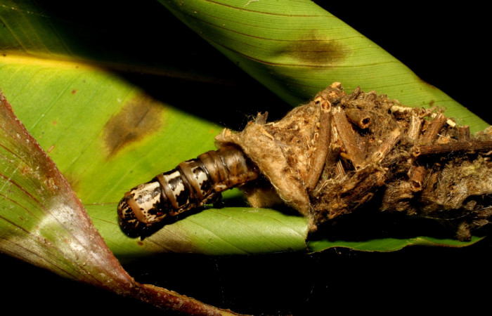 Figura 3. Detalle de cabeza dorsal , <i>Oiketicus kirbyi</i> (Psychidae). (07-SRNP-41429-DHJ422386).