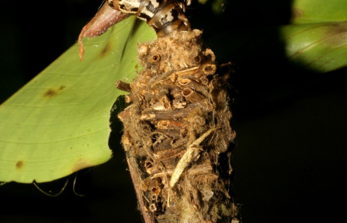 Figura 6. Detalle de refugio <i>Oiketicus kirbyi</i> (Psychidae). (07-SRNP-41429-DHJ422390).