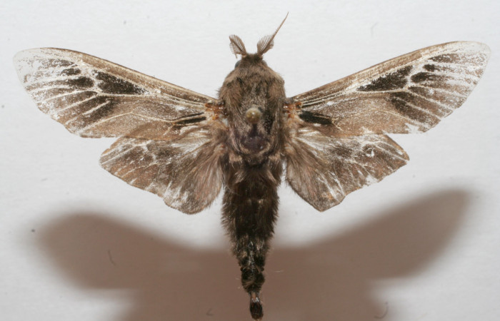 Figura 14. Adulto (macho), <i>Oiketicus kirbyi</i> (Psychidae). (08-SRNP-109045- DHJ633109).