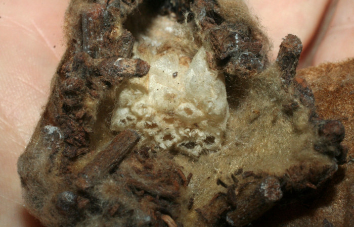 Figura 12. Detalle de capullos de parásitos de la familia(Braconidae), <i>Digonogastra montylloydi</i>, en <i>Oiketicus kirbyi</i> (Psychidae). (08-SRNP-70260-DHJ462732).