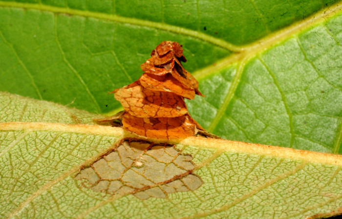 Figura 8. Detalle de alimentación y refugio, (Psychidae). (11-SRNP-30206-DHJ481540).