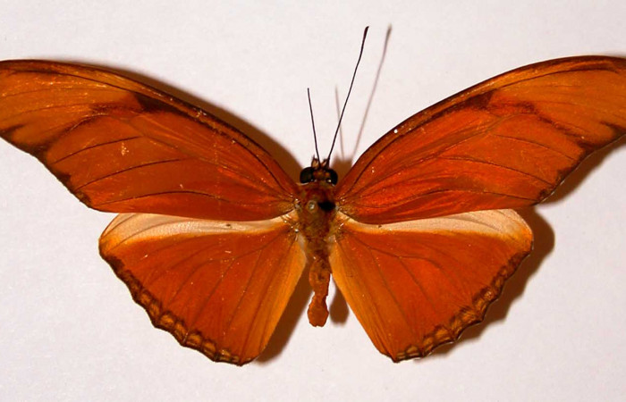 Fig. 3. Adulto vista dorsal macho de <i>Dryas iulia</i> (Nymphalidae) mide 89 mm. Area Administrativa , Sector Santa Rosa, 295 m. 82-SRNP-391-DHJ34056.