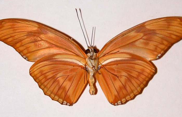 Fig. 4. Adulto vista ventral  macho de <i>Dryas iulia</i> (Nymphalidae) mide 89 mm. Area Administrativa , Sector Santa Rosa, 295 m. 82-SRNP-391-DHJ34057.