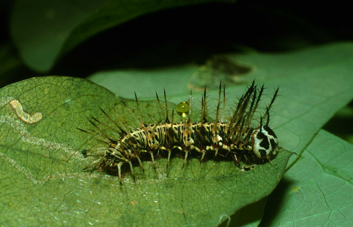 Fig. 5. Larva de <i>Dryas iulia</i> (Nymphalidae) mide 19 mm. Loaiciga, Sector Pitilla, 445 m. 03-SRNP-37170-DHJ80283.