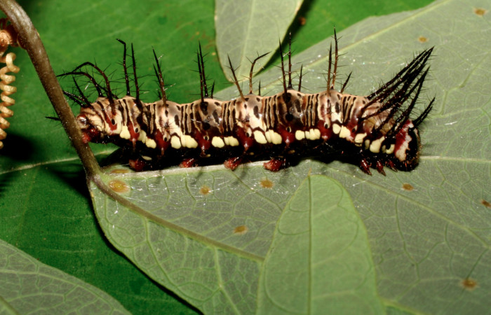 Fig. 7. Larva de <i>Dryas iulia</i> (Nymphalidae) mide 31 mm. Estacion Quica, sector Pitilla, 470 m. 08-SRNP-72540-DHJ447346.