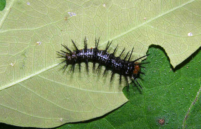 Fig. 09. Larva de <i>Dryas iulia</i> (Nymphalidae) mide 14 mm.Sendero Carica, sector Pitilla, 660 m. 05-SRNP-32379-DHJ404632.