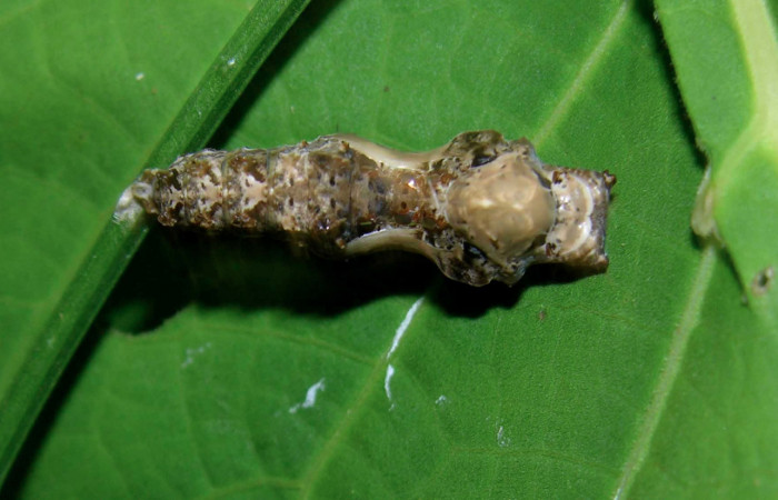 Fig. 10. Pupa de <i>Dryas iulia</i> (Nymphalidae) mide 23 mm. Pasmompa, sector Pitilla , 440 m. 05-SRNP-31112-DHJ403974.