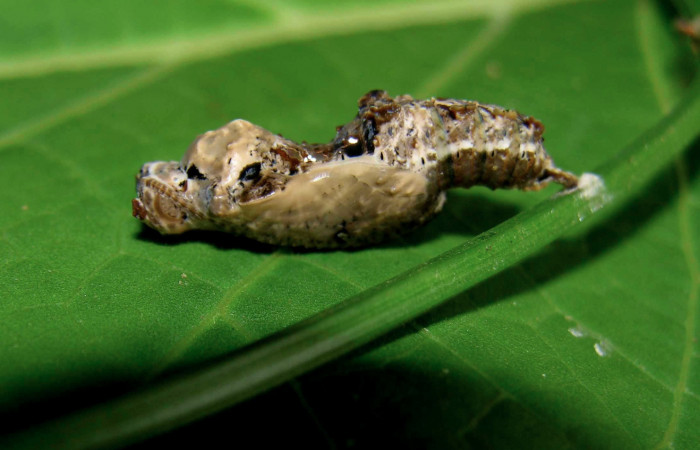 Fig. 11. Pupa de <i>Dryas iulia</i> (Nymphalidae) mide 23 mm. Pasmompa, sector Pitilla , 440 m. 05-SRNP-31112-DHJ403976.
