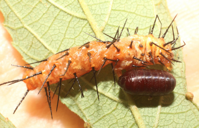 12. pupario de Tachinidae salió de larva de <i>Dryas iulia</i>(Nymphalidae) mide 16 mm. Sendero Nacho, sector Pitilla 710 m. 11-SRNP-30007-DHJ481144.