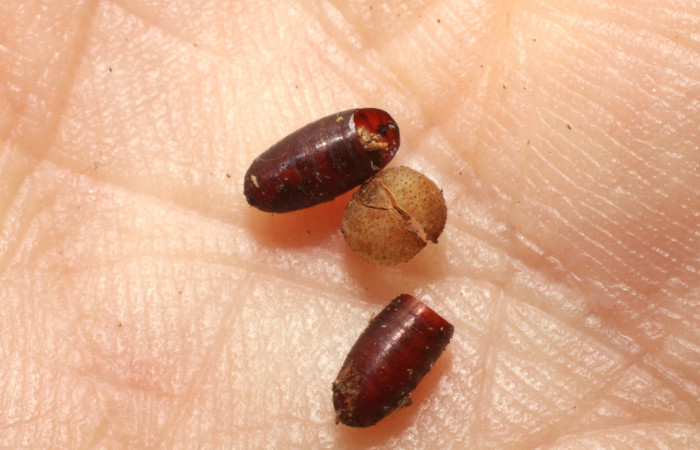 11. pupria de (Tachinidae) salio de larva <i>Dismorphia praxinoe</i> (Pieridae). Pasmompa Sector Pitilla , 440 m. 09-SRNP-57190-DHJ474173.