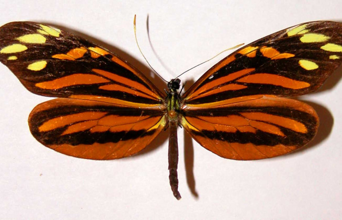 3. Adulto vista dorsal de la hembra <i>Dismorphia praxinoe</i> (Pieridae) mide 82mm. Pasmompa Sector Pitilla , 440 m. 01-SRNP-22965-DHJ34526.