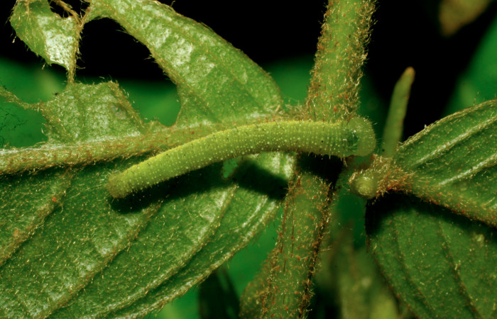 5. Larva <i>Dismorphia praxinoe</i> (Pieridae) mide 11mm.  Sendero Orosilito, Sector Pitilla , 440 m. 07-SRNP-33310-DHJ430358.jpg