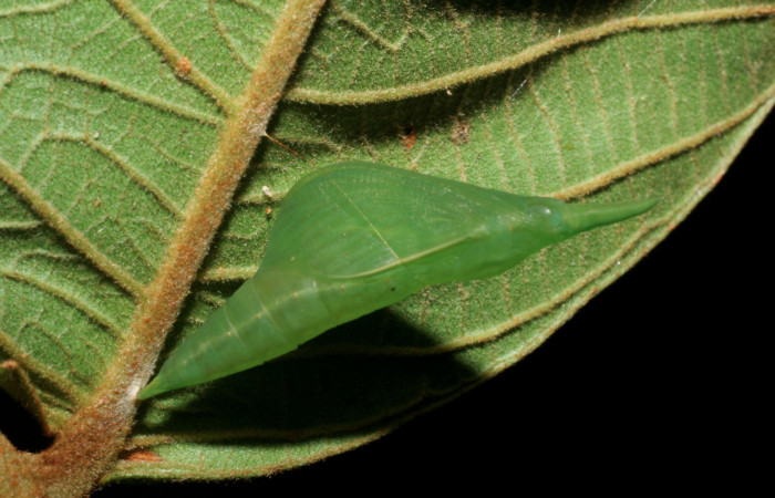 7. Pupa <i>Dismorphia praxinoe</i> (Pieridae) mide 81mm. Pasmompa, Sector Pitilla , 440 m. 07-SRNP-5106-DHJ7436674.
