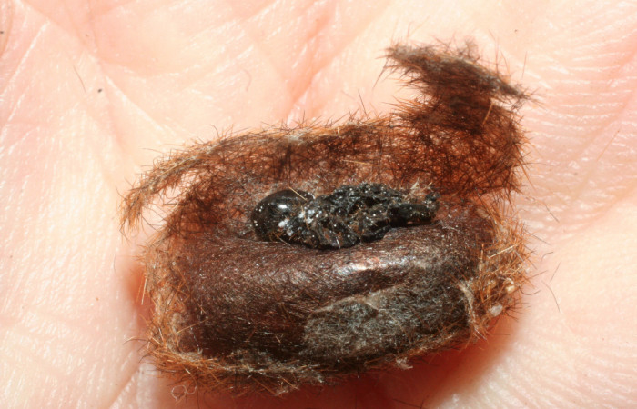 Fig.10 Capullo de Braconidae, <i>Dolichozele</i> Sharkey02, parásito del (Erebidae), <i>Turuptiana obliqua</i>. Voucher: 08-SRNP-998-DHJ453119.jpg.