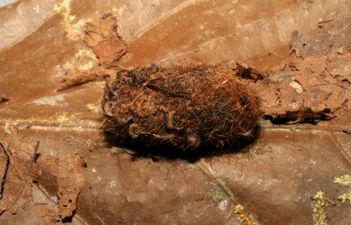 Fig.11 Restos de prepupa <i>Turuptiana obliqua</i> con pupario del parásito´Tachinidae, <i>Leschenaultia</i> Wood05. Voucher: 04-SRNP-220-DHJ401386.jpg.