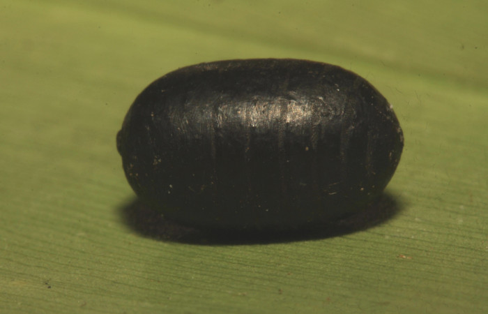 Fig.14 Pupario de Tachinidae, parásito del Erebidae, <i>Turuptiana obliqua</i>. Voucher: 16-SRNP-30636-DHJ729798.jpg.