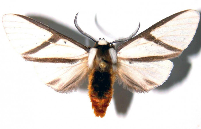 Fig.1 Adulto <i>Turuptiana obliqua</i>, mostrando la parte dorsal.Voucher: 01-SRNP-22038-DHJ38920.