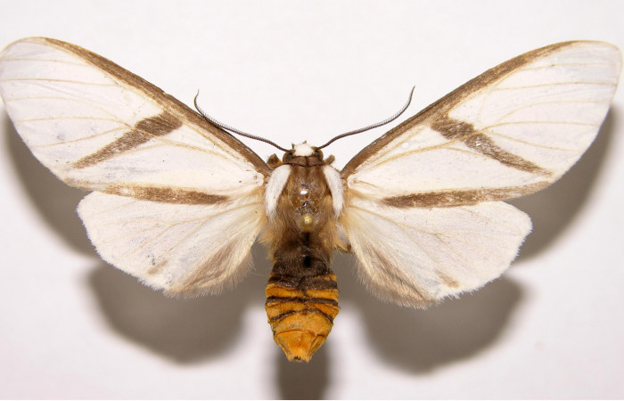 Fig.3 Adulto <i>Turuptiana obliqua</i>, mostrando la parte dorsal.Voucher: 01-SRNP-22357-DHJ93202.