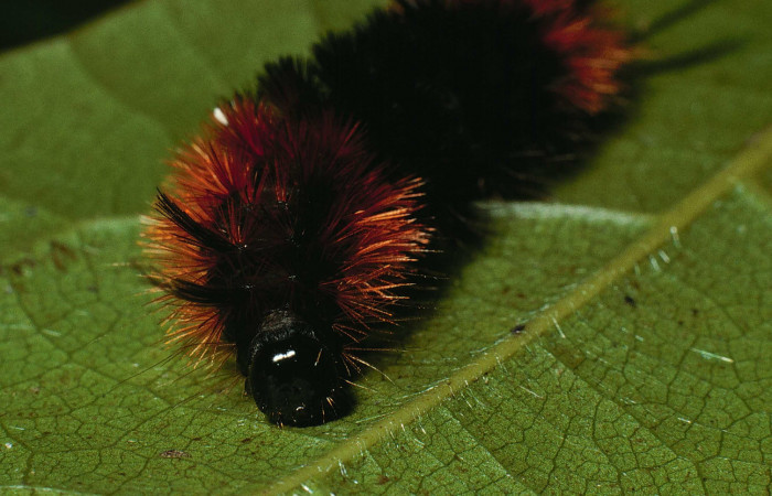 Fig.5 Larva <i>Turuptiana obliqua</i>, mostrando la parte de la cabeza.Voucher: 01-SRNP-22054-DHJ62338.jpg.