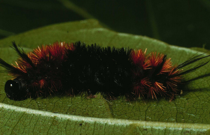 Fig.6 Larva <i>Turuptiana obliqua</i>, mostrando la parte dorsal entero.Voucher: 01-SRNP-22054-DHJ62339.jpg.