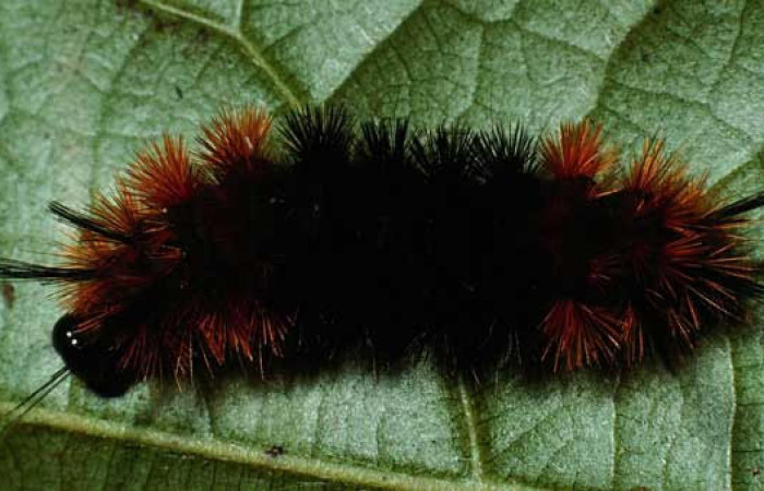 Fig.7 Larva <i>Turuptiana obliqua</i>, mostrando la parte dorsal entero.Voucher: 01-SRNP-22054-DHJ62341.jpg.