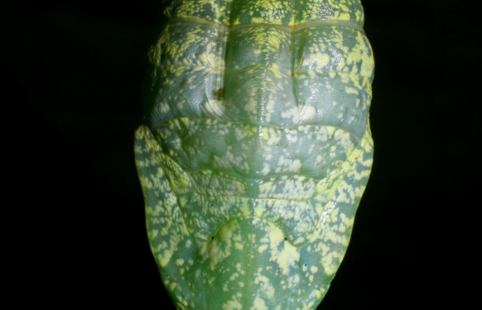 Figura 18. Pupa <i>Archaeoprepona</i> camillaICG02 (Nymphalidae) en este estadio no se alimenta (08-SRNP-2818-DHJ437433.JPG)