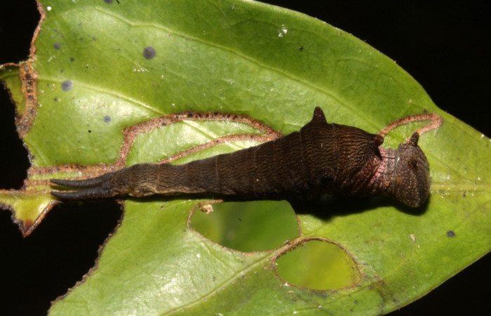 Figura 6. Larva en tercer estadio <i>Archaeoprepona</i> camillaICG02 (Nymphalidae) alimentándose en Nectandra umbrosa (Lauraceae) posición dorso (15-SRNP-40654-DHJ724426.JPG) 25 Marzo 2015, San Lucas  (elevación 400 metros).