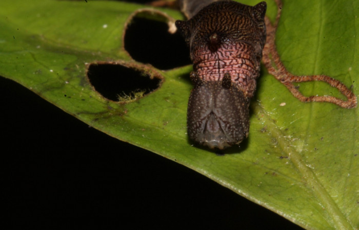 Figura 7. Larva en tercer estadio <i>Archaeoprepona</i> camillaICG02 (Nymphalidae) alimentándose en Nectandra umbrosa (Lauraceae) posición cabeza (15-SRNP-40654-DHJ724429.JPG) 25 Marzo 2015, San Lucas  (elevación 400 metros).