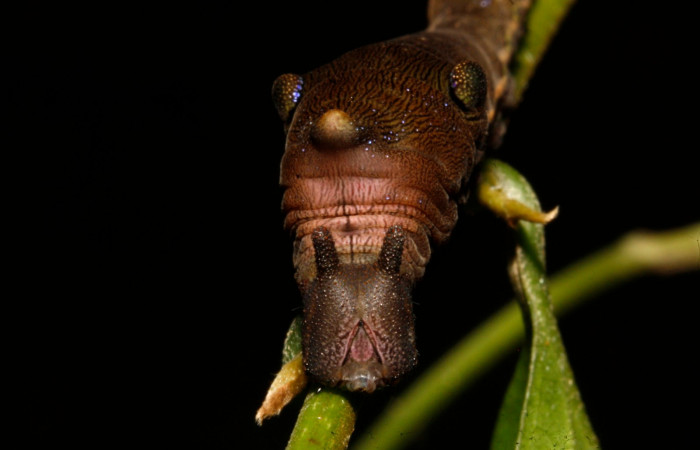 Figura 10. Larva en cuarto estadio <i>Archaeoprepona</i> camillaICG02 (Nymphalidae) alimentándose en Nectandra umbrosa (Lauraceae) posición cabeza (15-SRNP-40654-DHJ724433.JPG) 11 Abril 2015, San Lucas  (elevación 400 metros).