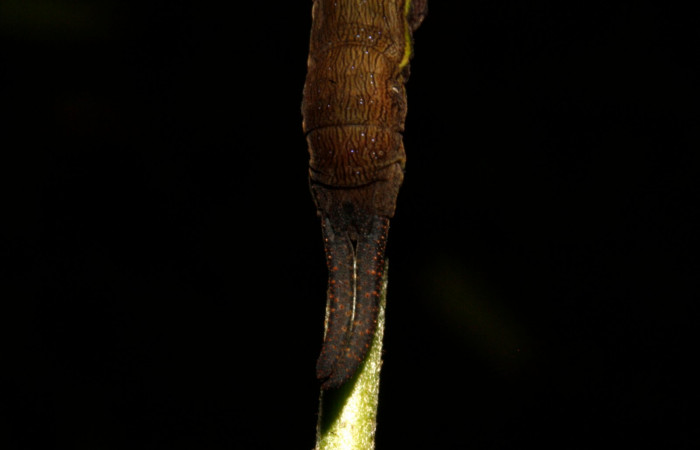 Figura 11. Larva en cuarto estadio <i>Archaeoprepona</i> camillaICG02 (Nymphalidae) alimentándose en Nectandra umbrosa (Lauraceae) posición cola (15-SRNP-40654-DHJ724434.JPG) 11 Abril 2015, San Lucas  (elevación 400 metros).