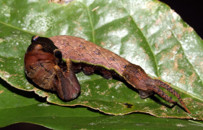 Figura 12. Larva en ultimo estadio <i>Archaeoprepona</i> camillaICG02 (Nymphalidae) alimentándose en Nectandra umbrosa (Lauraceae) (15-SRNP-40654-DHJ724470.JPG) 24 Abril 2015, San Lucas  (elevación 400 metros).