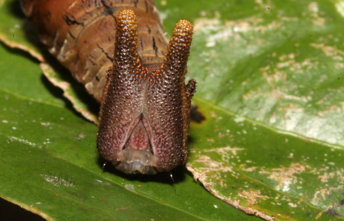 Figura 13. Larva en ultimo estadio <i>Archaeoprepona</i> camillaICG02 (Nymphalidae) alimentándose en Nectandra umbrosa (Lauraceae) posición cabeza (15-SRNP-40654-DHJ724471.JPG) 24 Abril 2015, San Lucas  (elevación 400 metros).