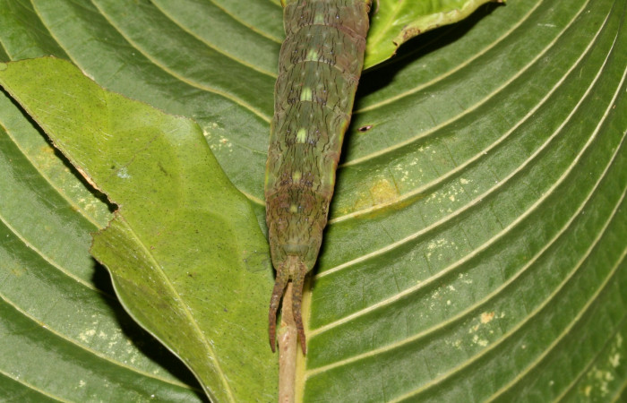 Figura 15. Larva en ultimo estadio <i>Archaeoprepona</i> camillaICG02 (Nymphalidae) alimentándose en Nectandra umbrosa (Lauraceae) posición cola (15-SRNP-40654-DHJ724516.JPG) 12 Junio 2015, San Lucas  (elevación 400 metros